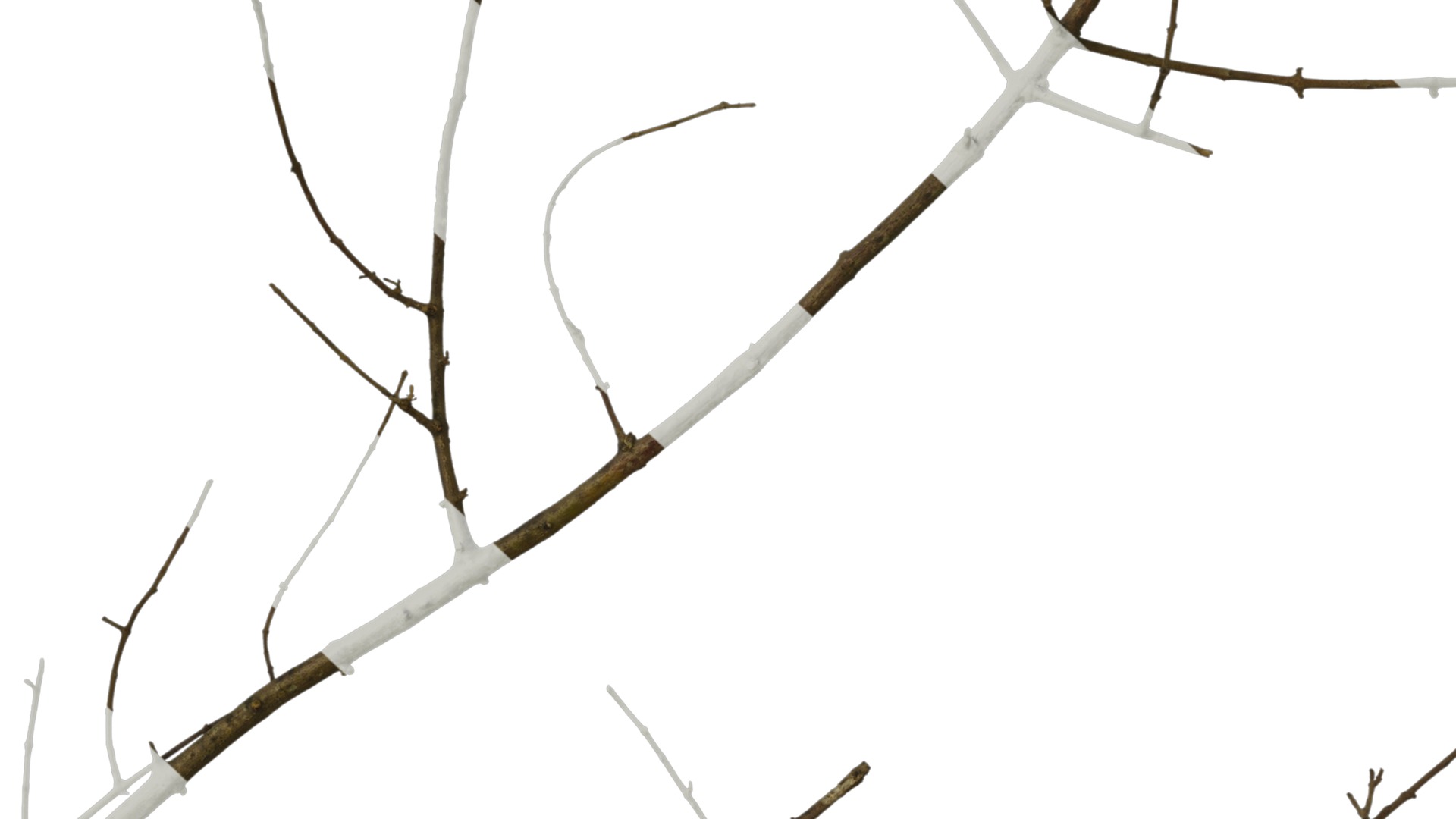 Olea europaea Low-poly 3D model_66