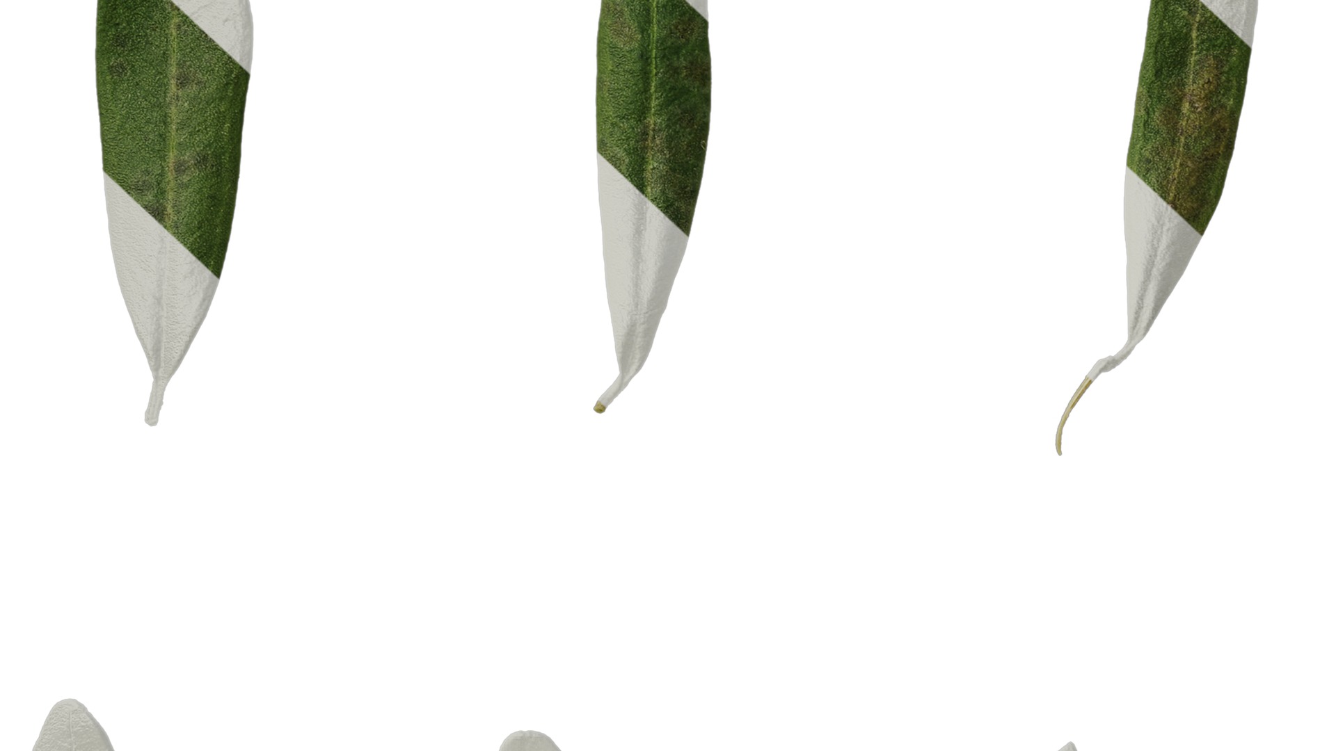 Olea europaea Low-poly 3D model_136