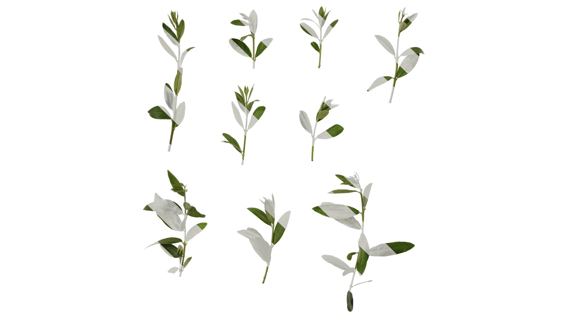 Olea europaea Low-poly 3D model_25