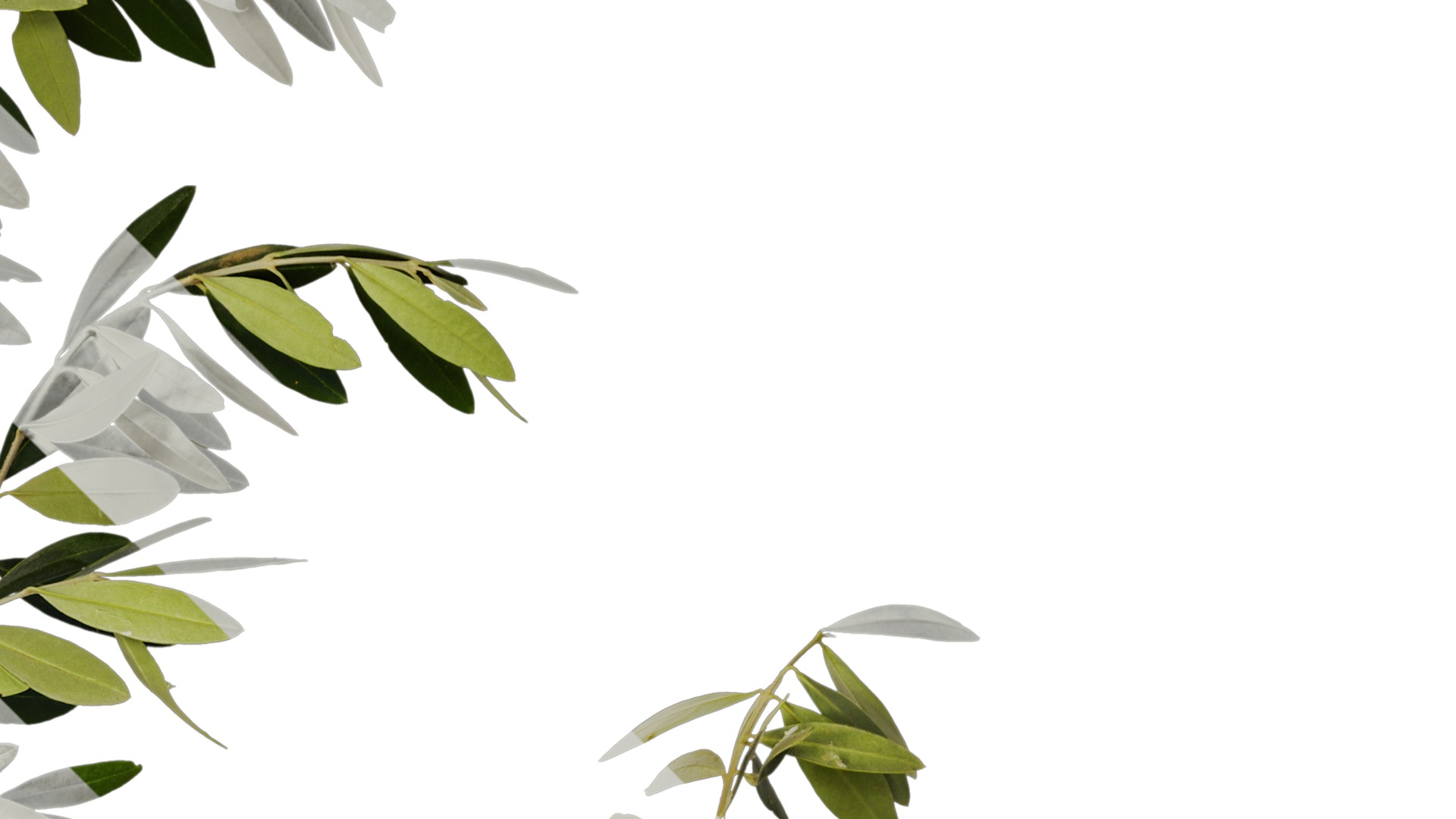 Olea europaea Low-poly 3D model_49