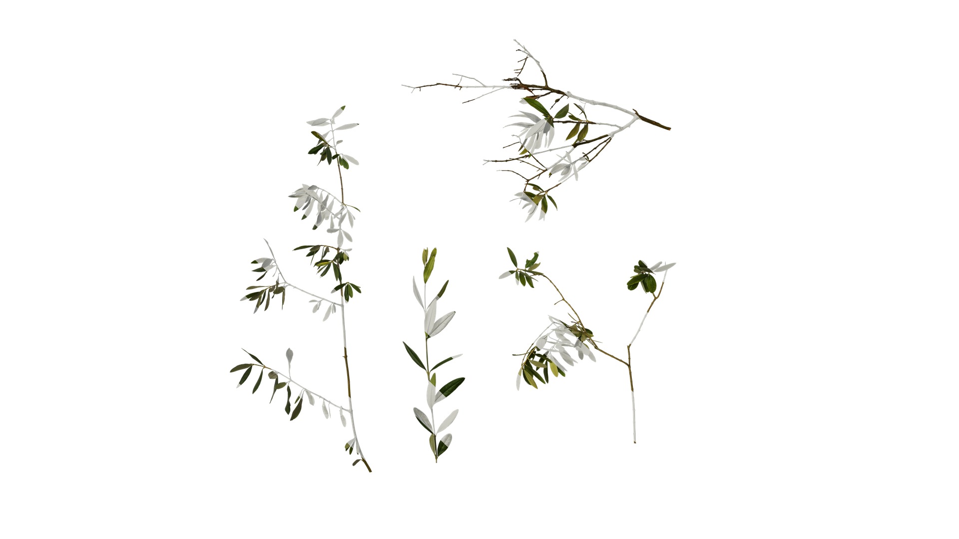 Olea europaea Low-poly 3D model_37