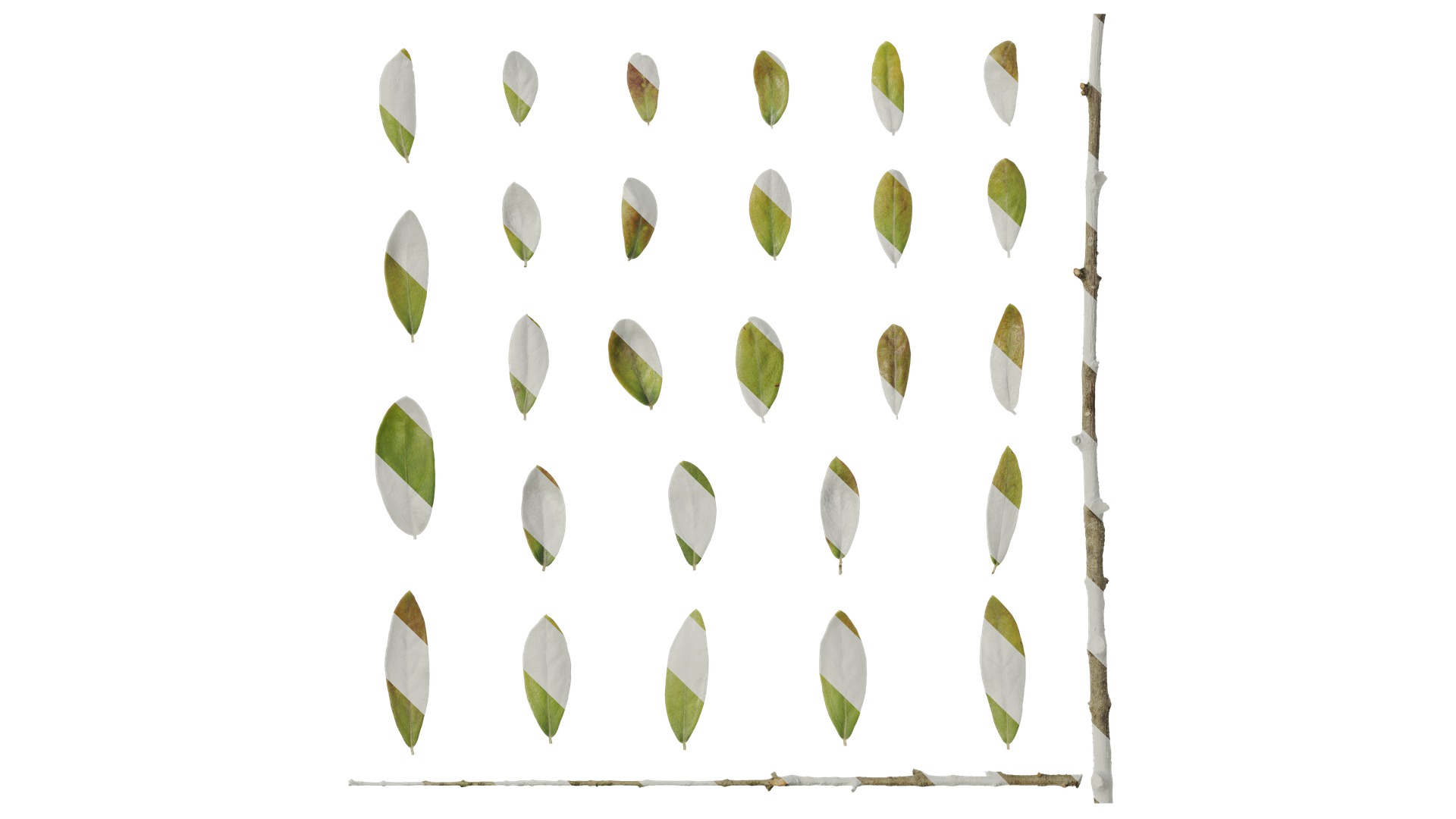 Olea europaea Low-poly 3D model_84