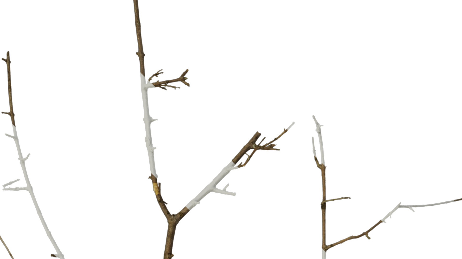 Olea europaea Low-poly 3D model_67