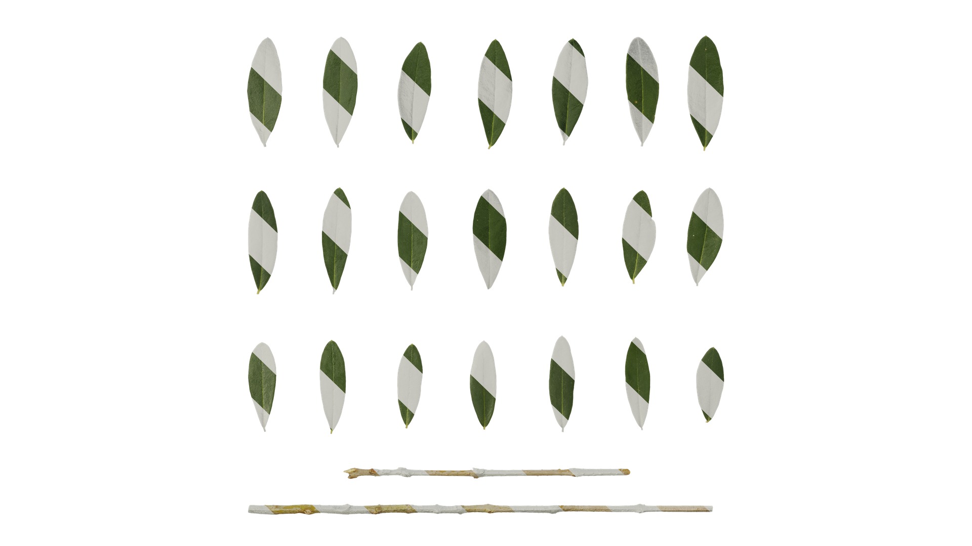 Olea europaea Low-poly 3D model_121