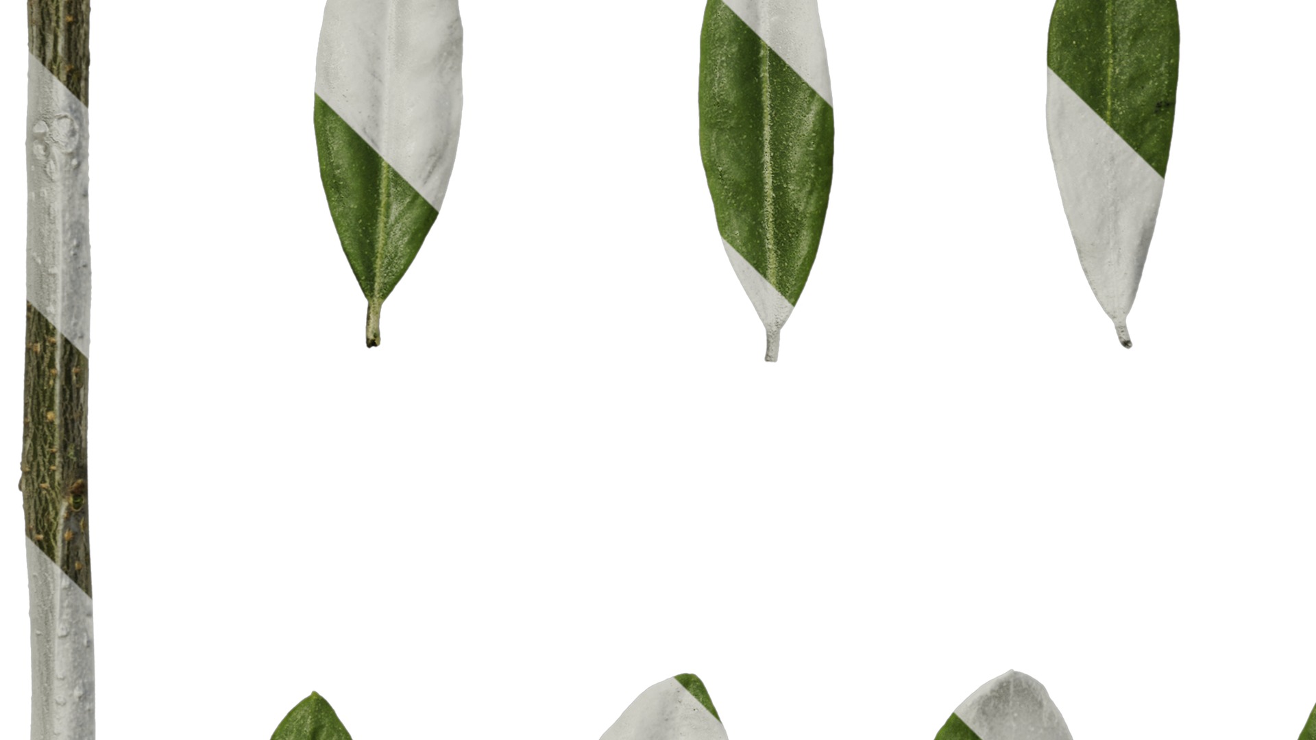 Olea europaea Low-poly 3D model_74