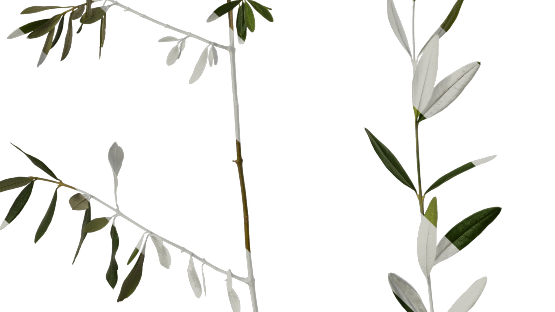 Olea europaea Low-poly 3D model_38