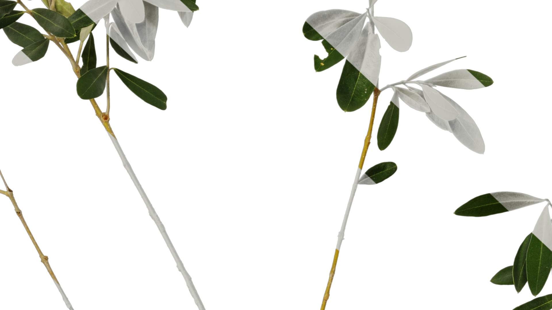 Olea europaea Low-poly 3D model_42