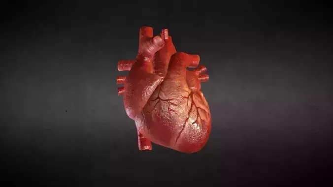 body part heart