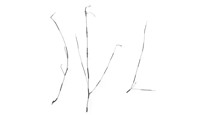 Anydrafts Dead branch 18