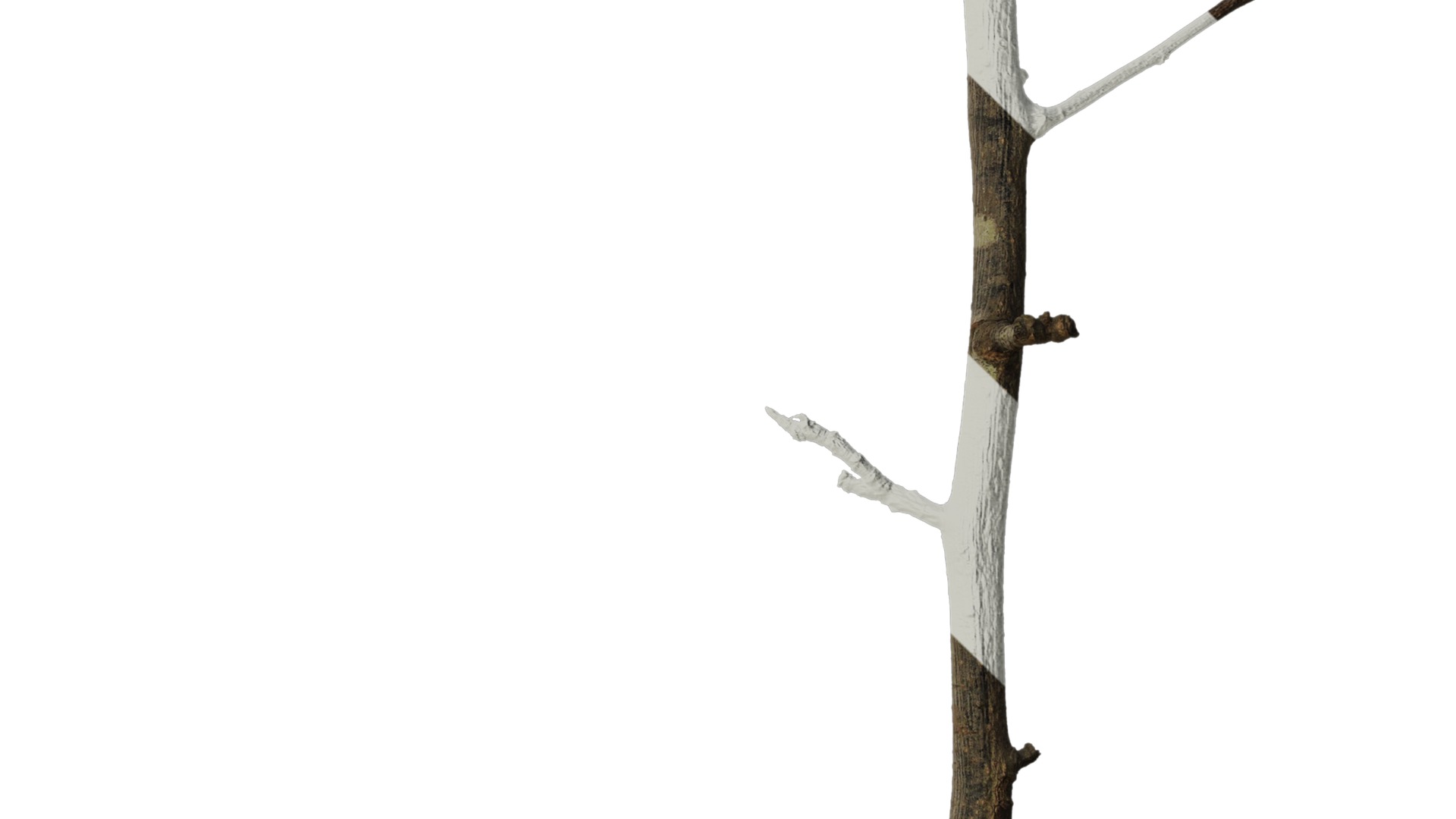 Anydrafts Dead branch 25 Texture_4