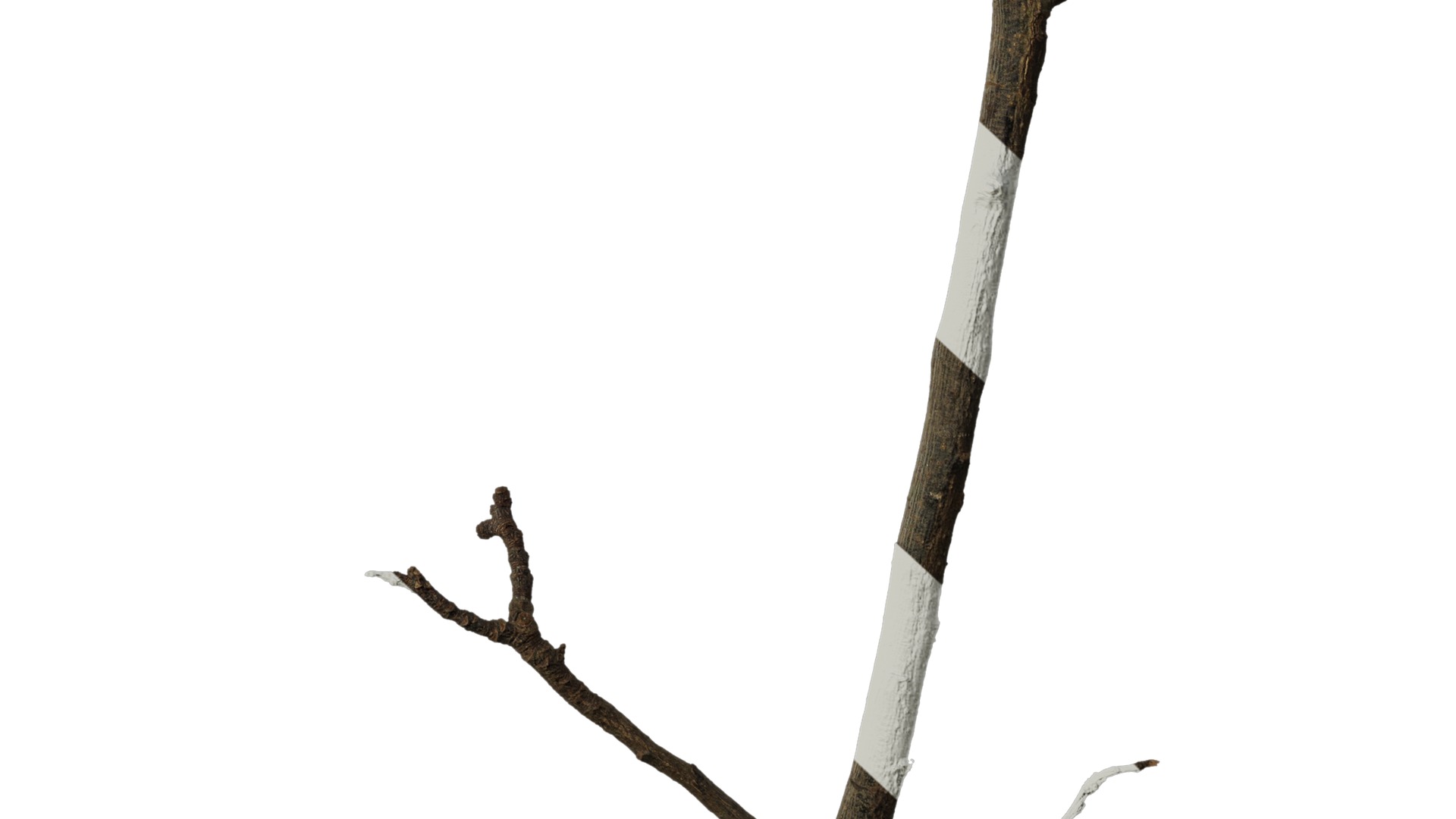 Anydrafts Dead branch 25 Texture_6