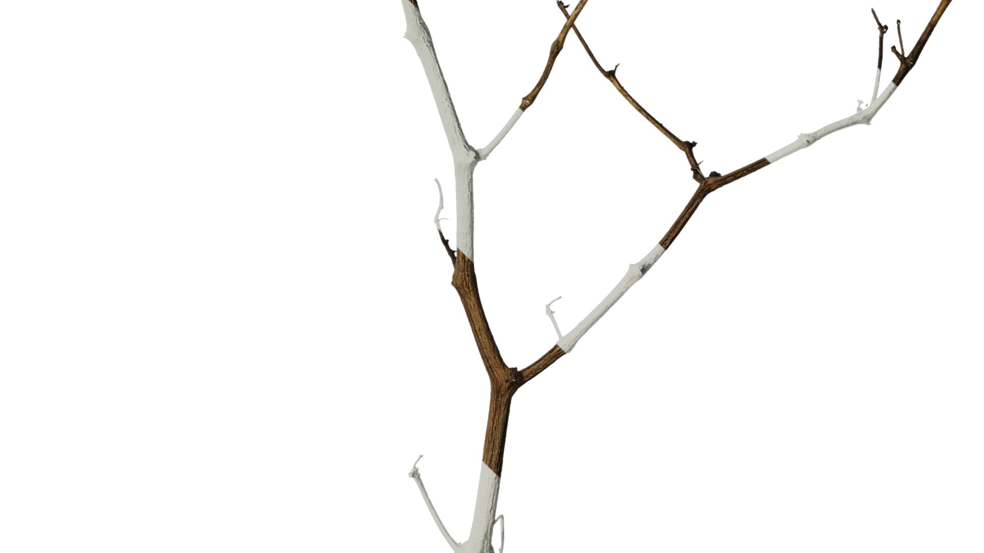 Anydrafts Dead branch 26 Texture_4