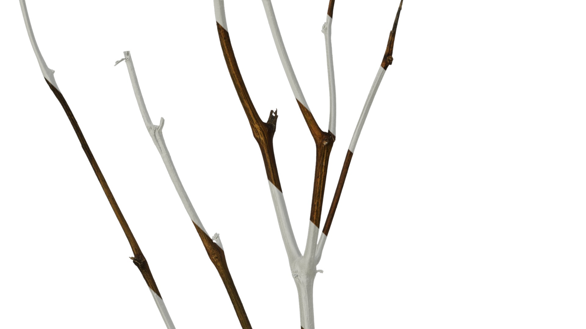 Anydrafts Dead branch 26 Texture_3