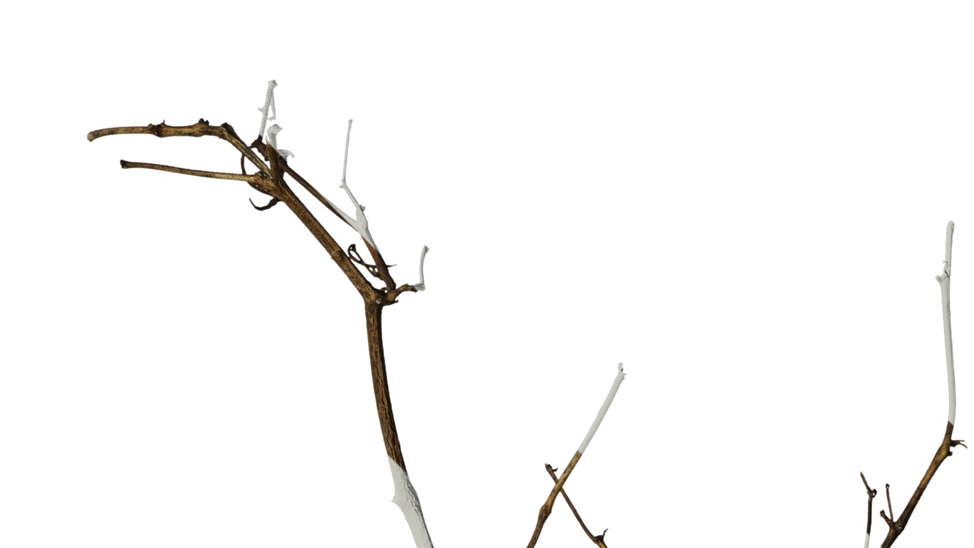 Anydrafts Dead branch 26 Texture_2