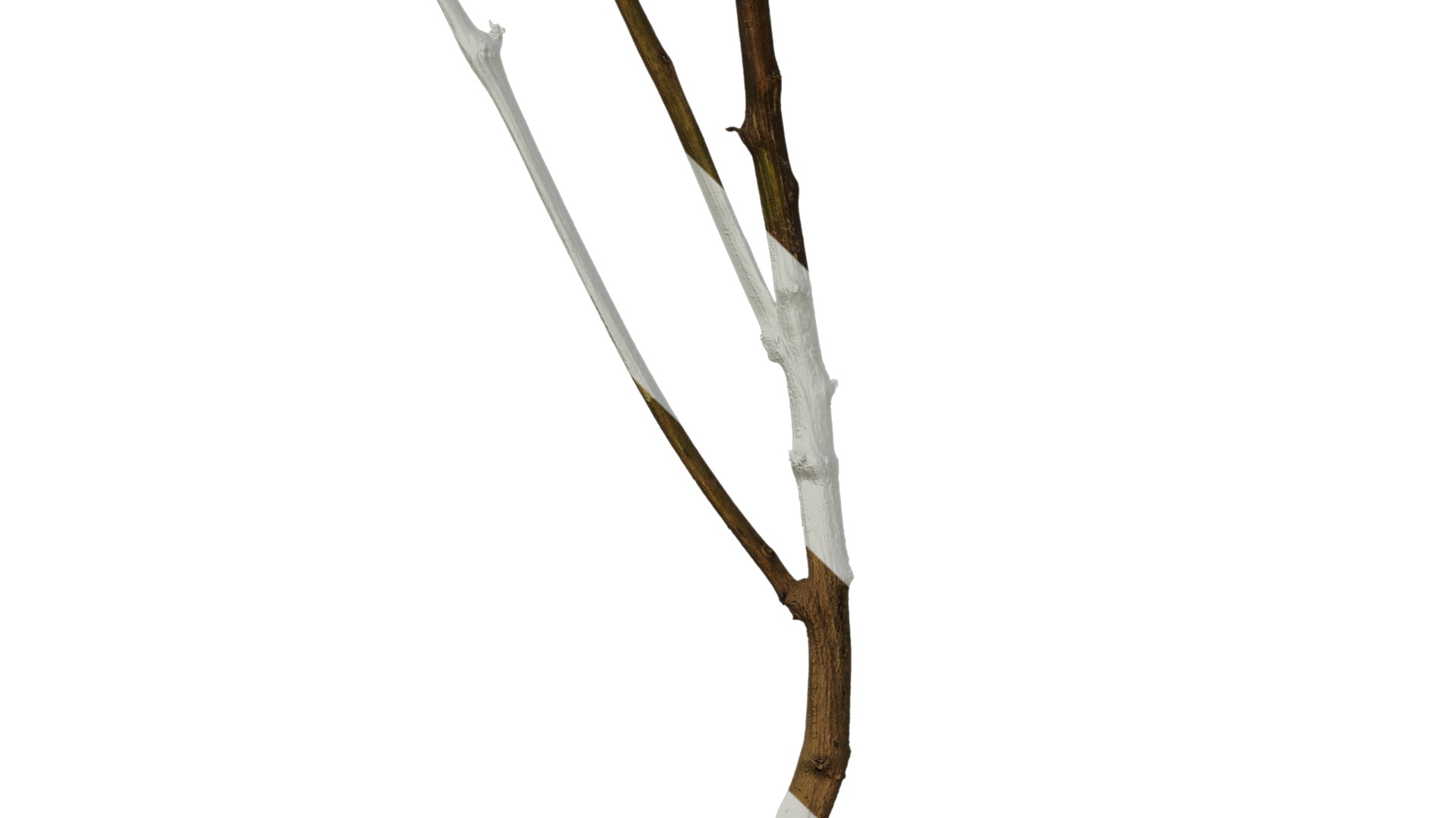 Anydrafts Dead branch 26 Texture_5