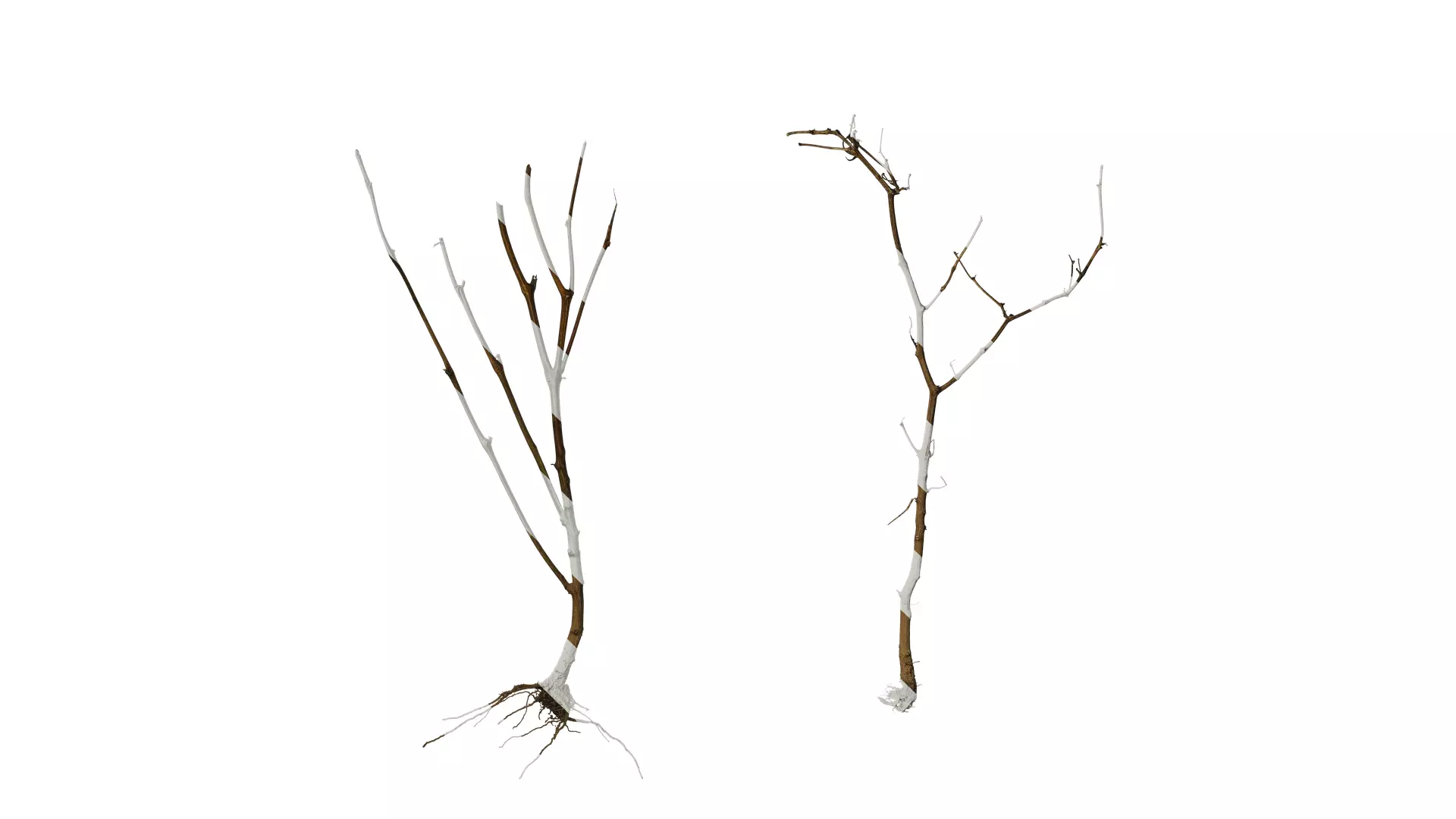 Anydrafts Dead branch 26 Texture_0