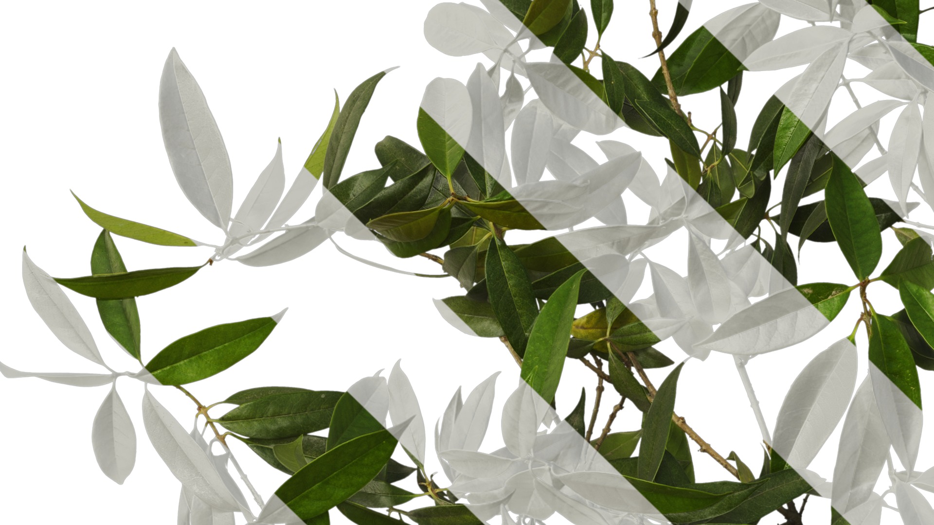 Osmanthus fragrans Low-poly 3D model_72