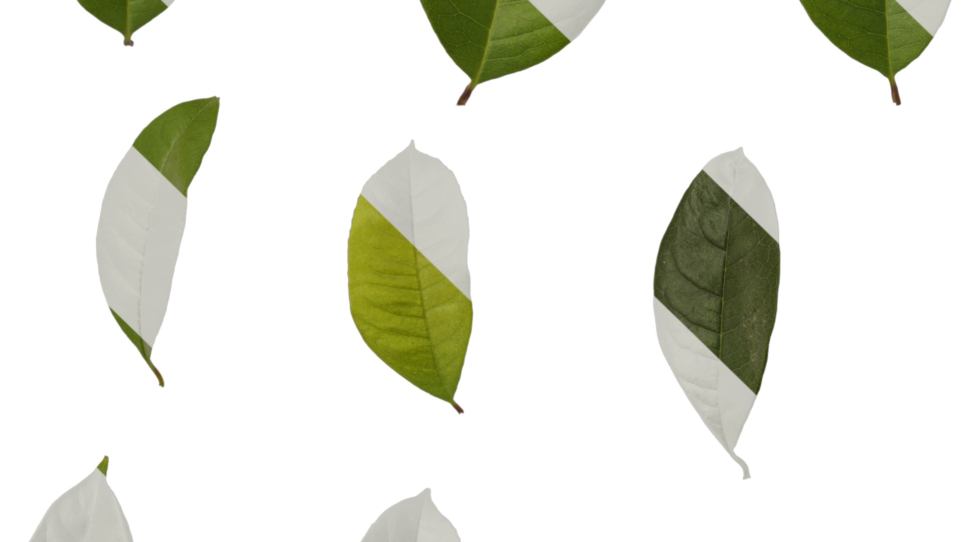 Osmanthus fragrans Low-poly 3D model_122