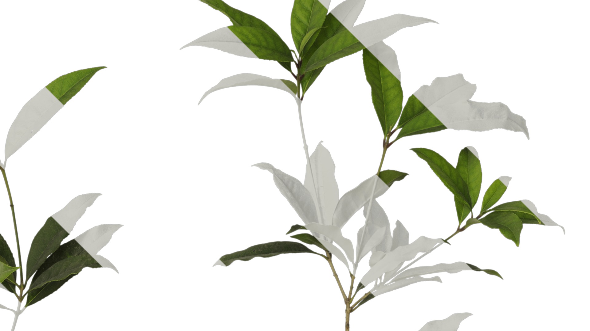 Osmanthus fragrans Low-poly 3D model_43