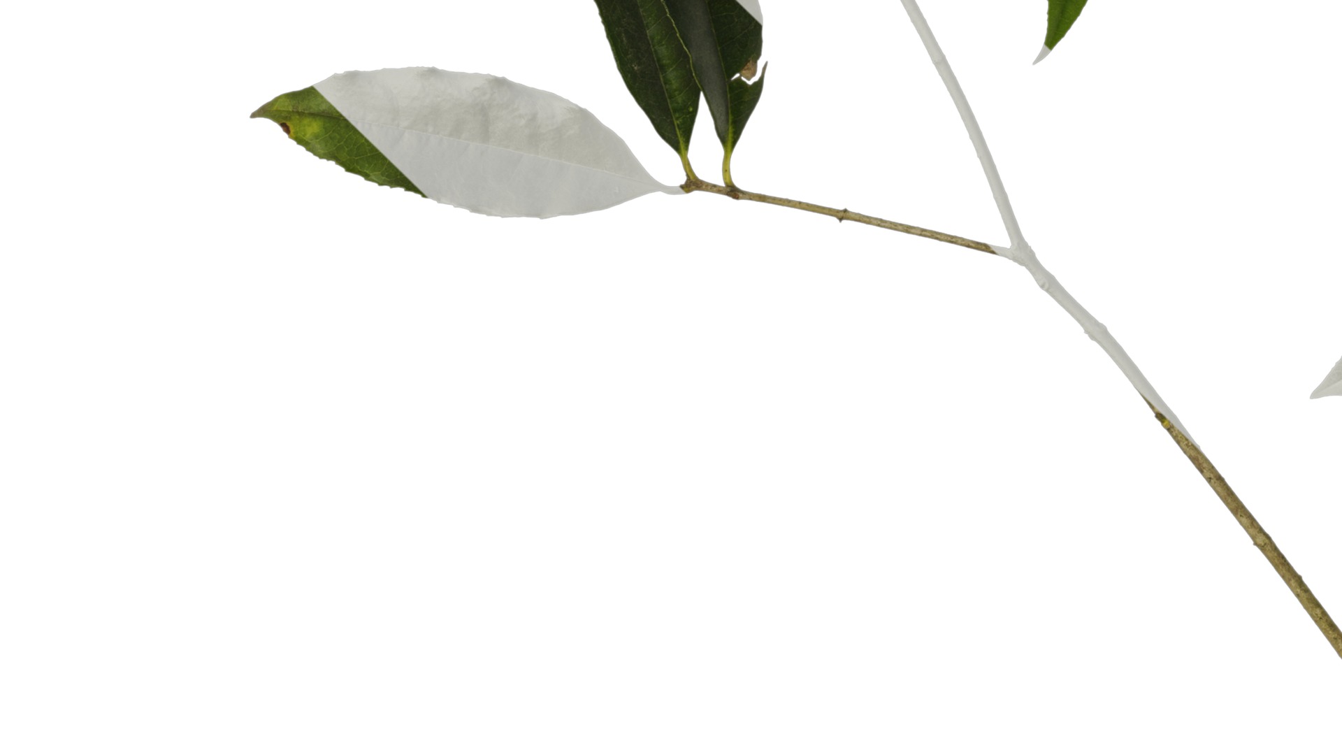 Osmanthus fragrans Low-poly 3D model_37