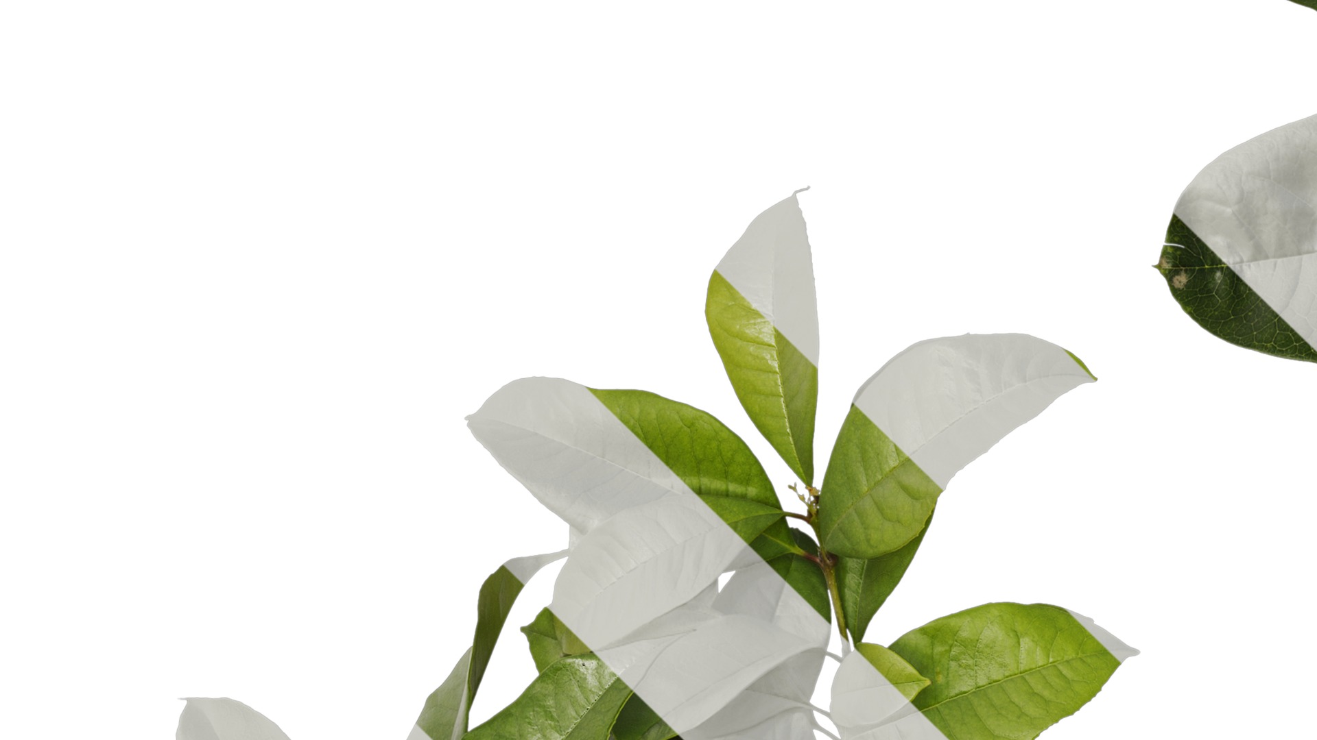 Osmanthus fragrans Low-poly 3D model_54