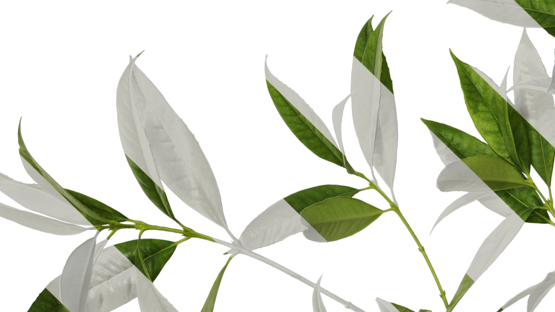 Osmanthus fragrans Low-poly 3D model_99