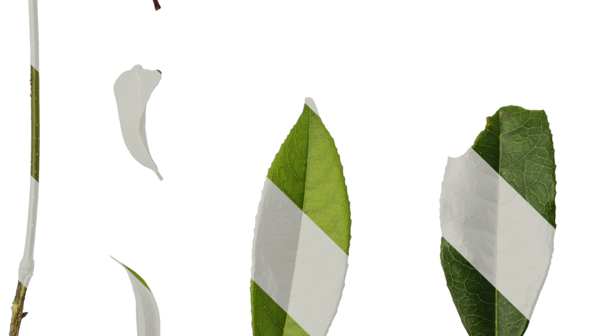 Osmanthus fragrans Low-poly 3D model_111