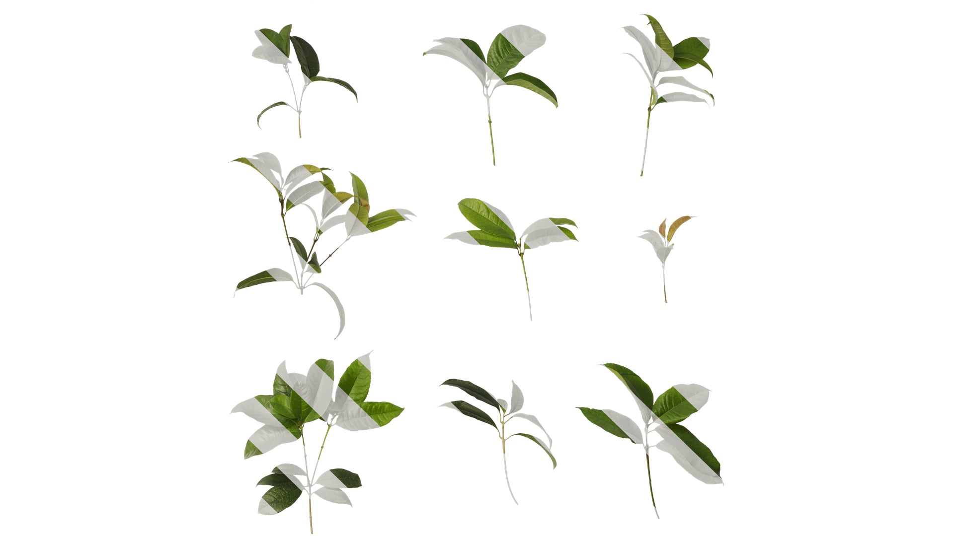 Osmanthus fragrans Low-poly 3D model_60