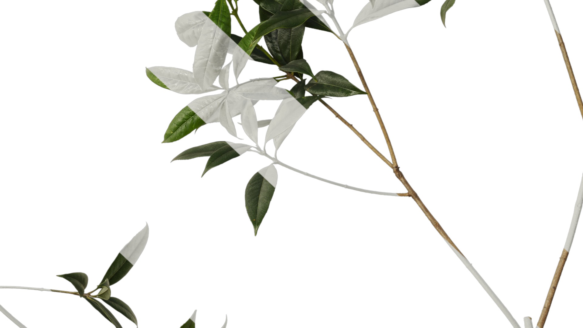 Osmanthus fragrans Low-poly 3D model_85