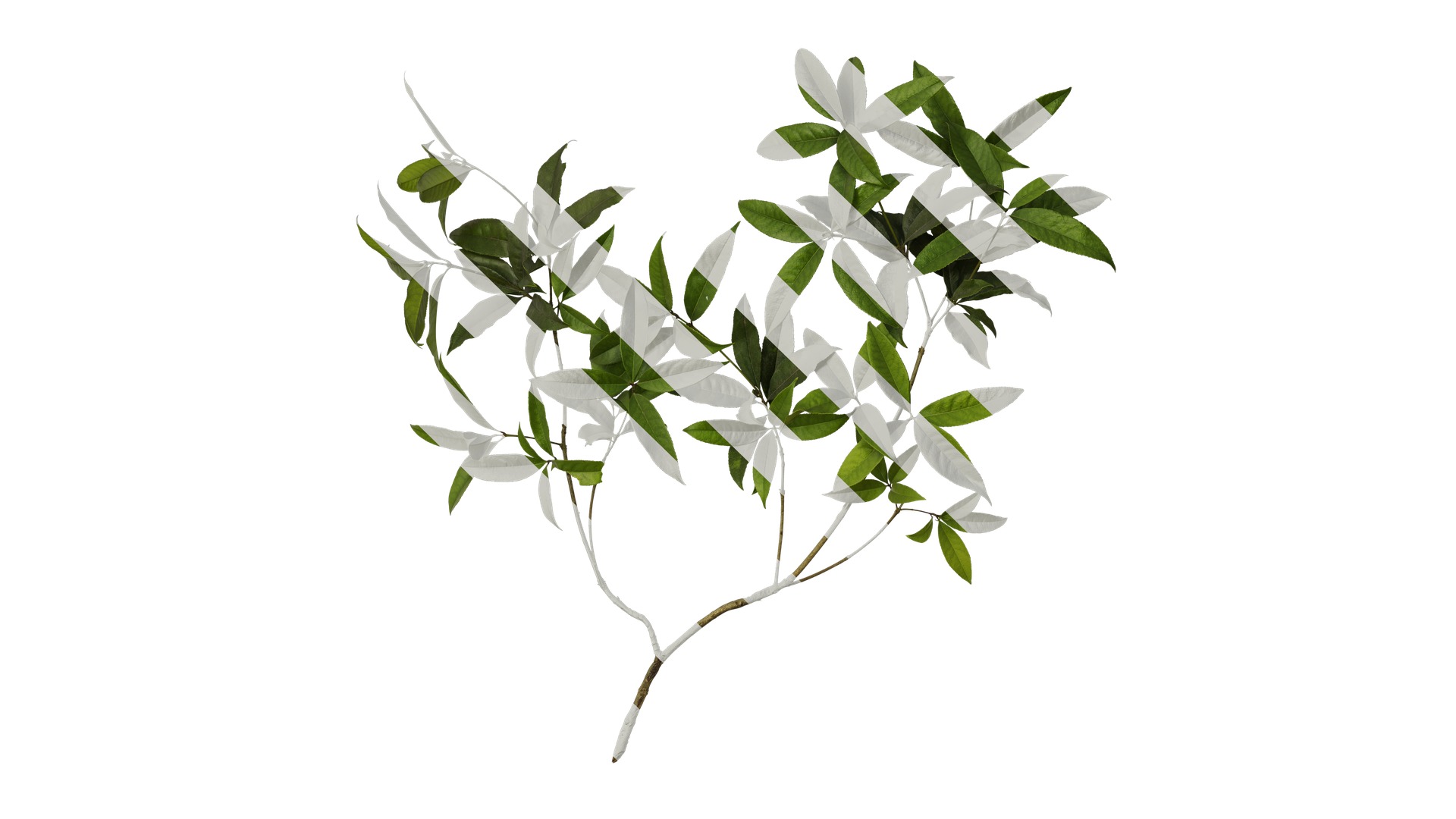 Osmanthus fragrans Low-poly 3D model_23