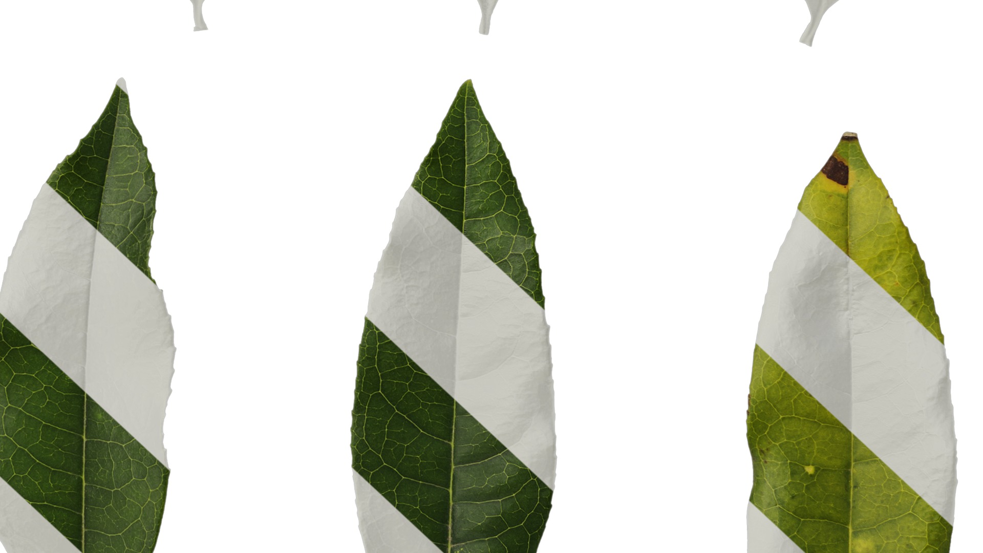 Osmanthus fragrans Low-poly 3D model_114