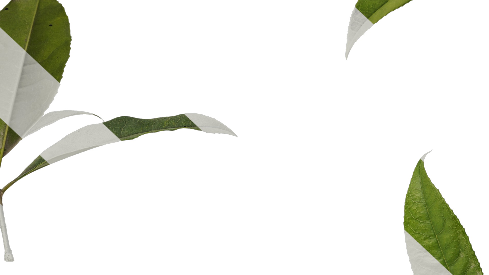 Osmanthus fragrans Low-poly 3D model_21