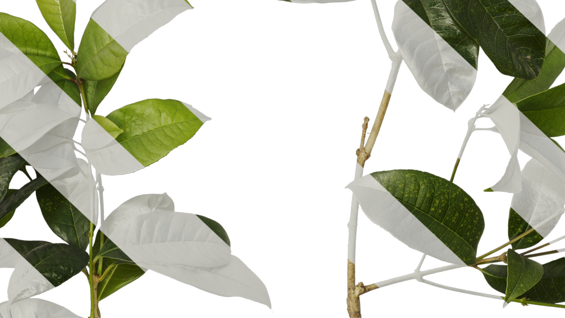 Osmanthus fragrans Low-poly 3D model_58