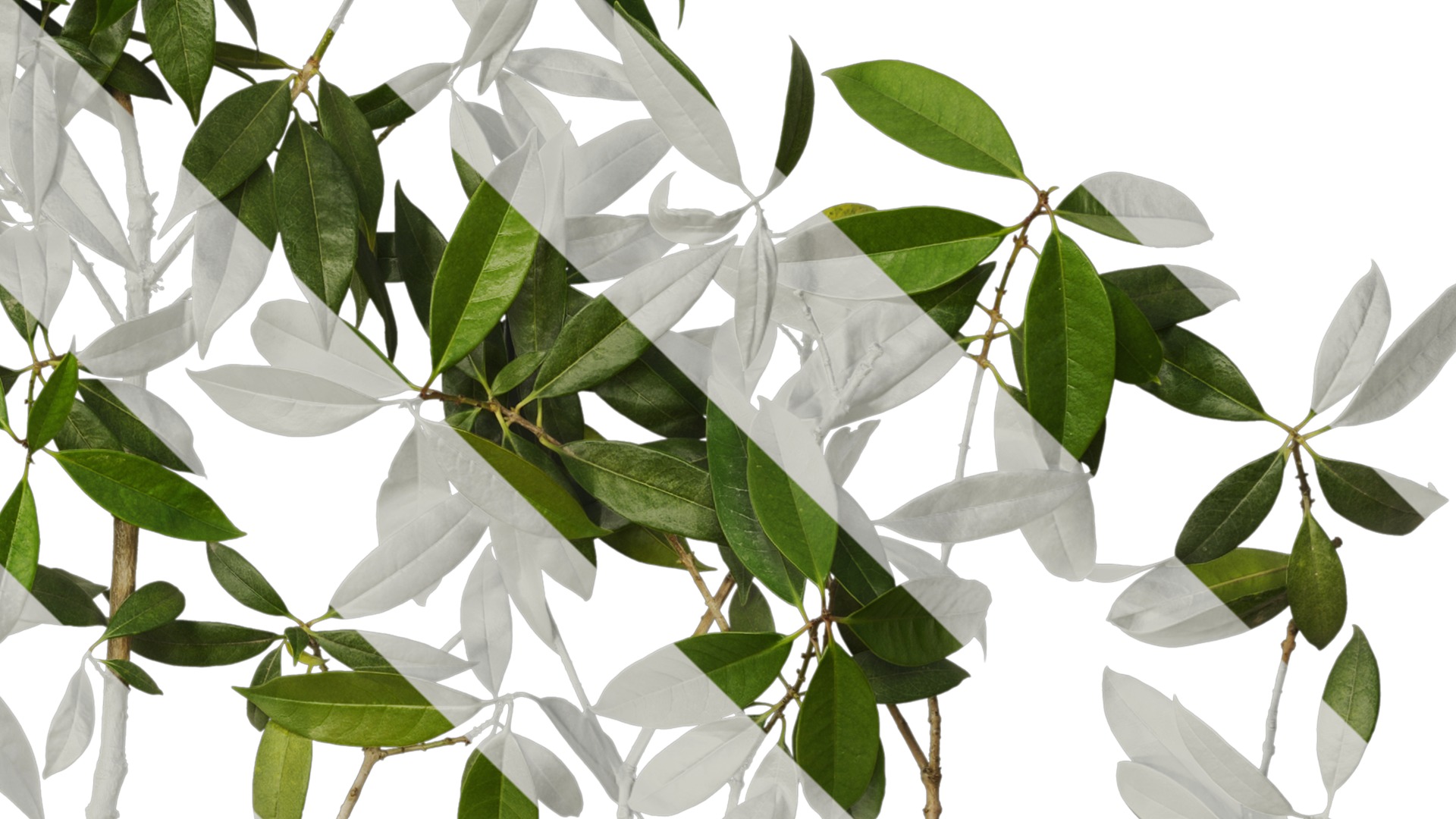 Osmanthus fragrans Low-poly 3D model_73