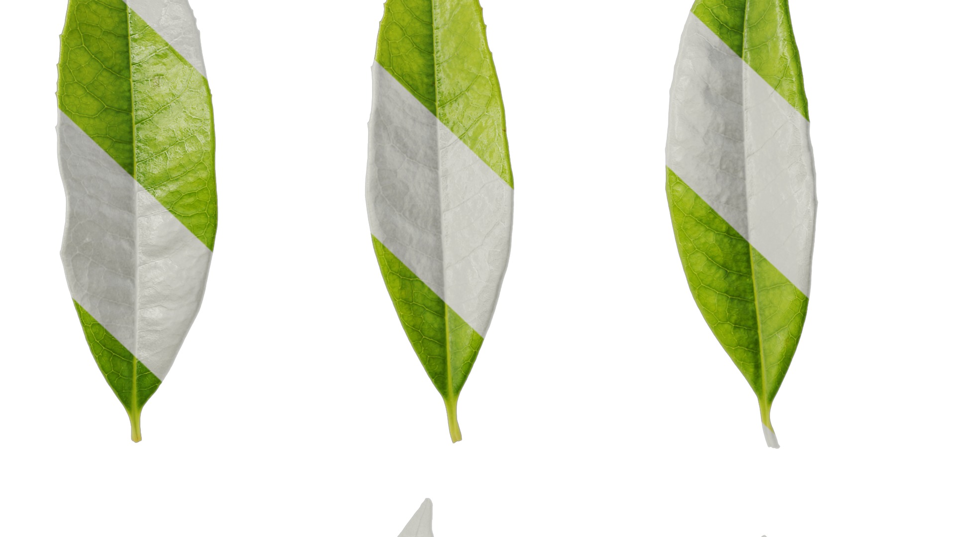 Osmanthus fragrans Low-poly 3D model_134