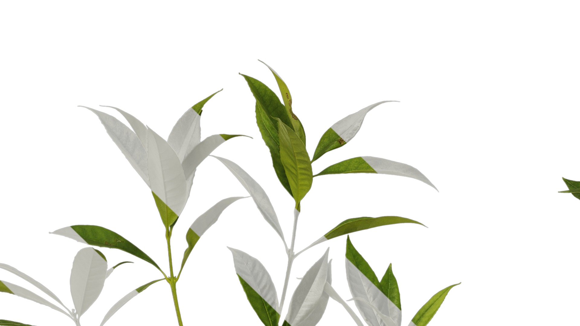 Osmanthus fragrans Low-poly 3D model_88