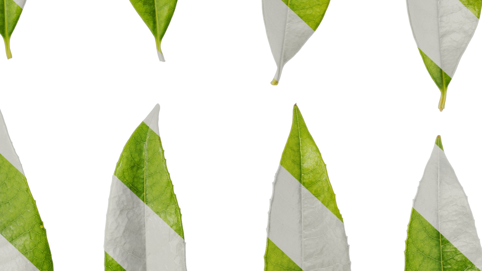 Osmanthus fragrans Low-poly 3D model_133