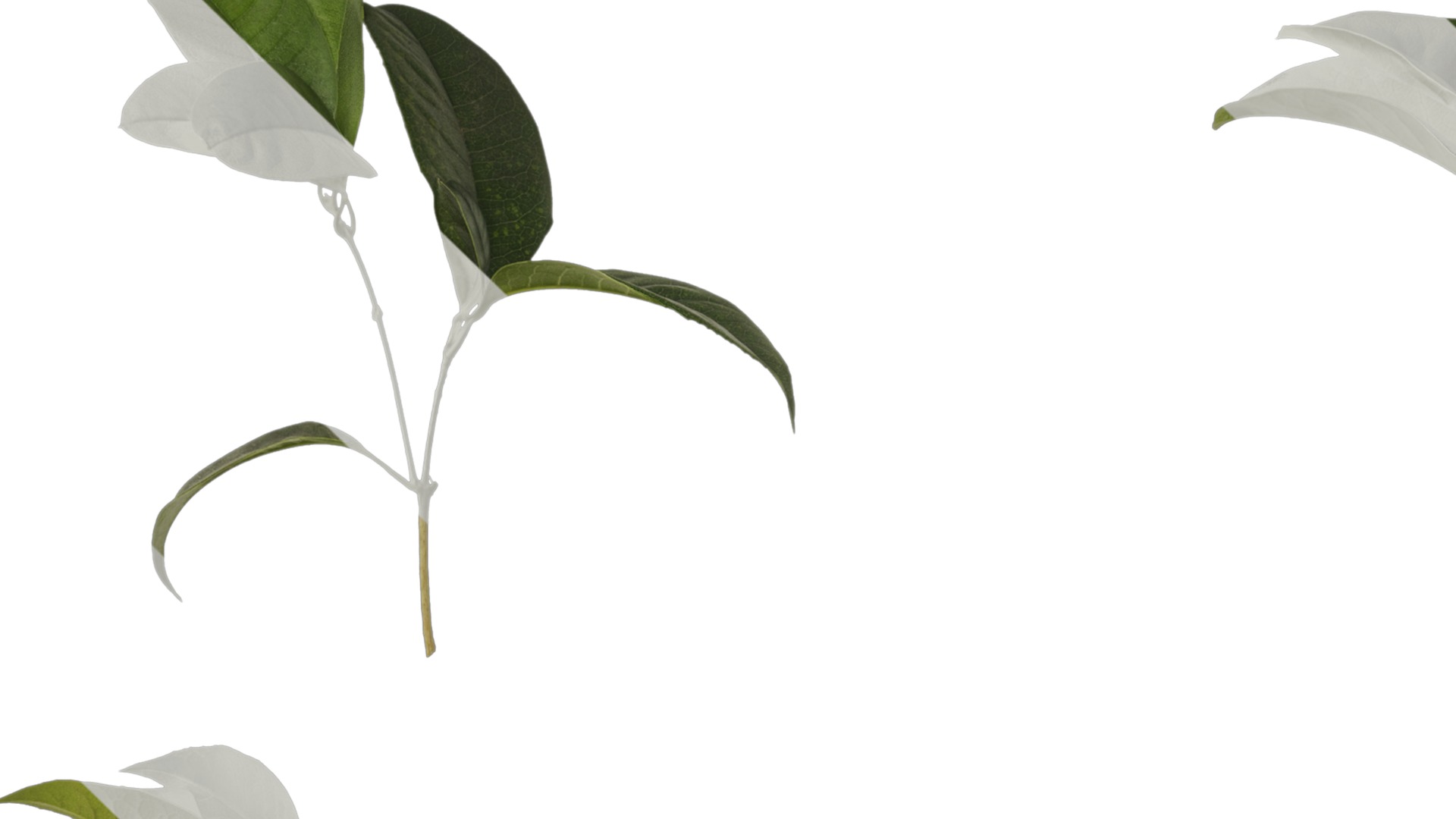 Osmanthus fragrans Low-poly 3D model_61