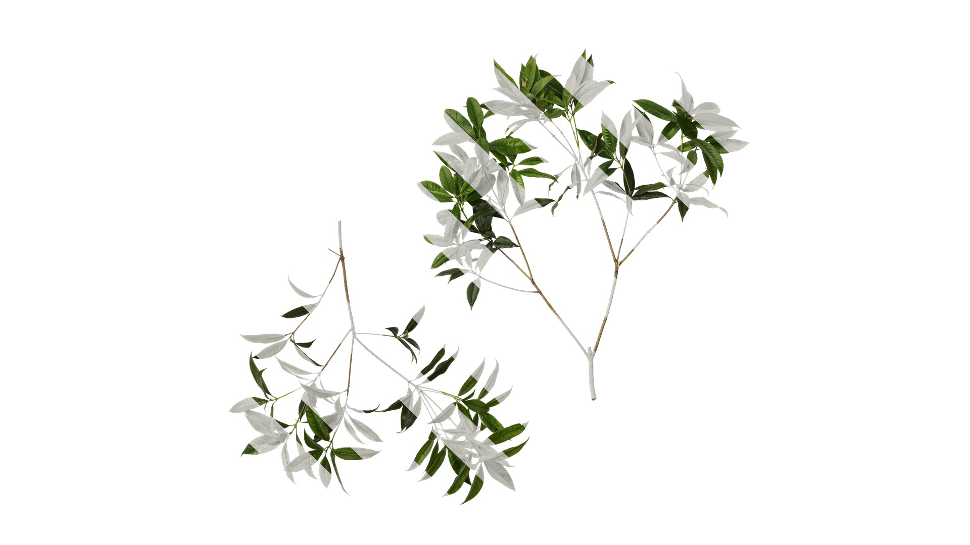 Osmanthus fragrans Low-poly 3D model_78