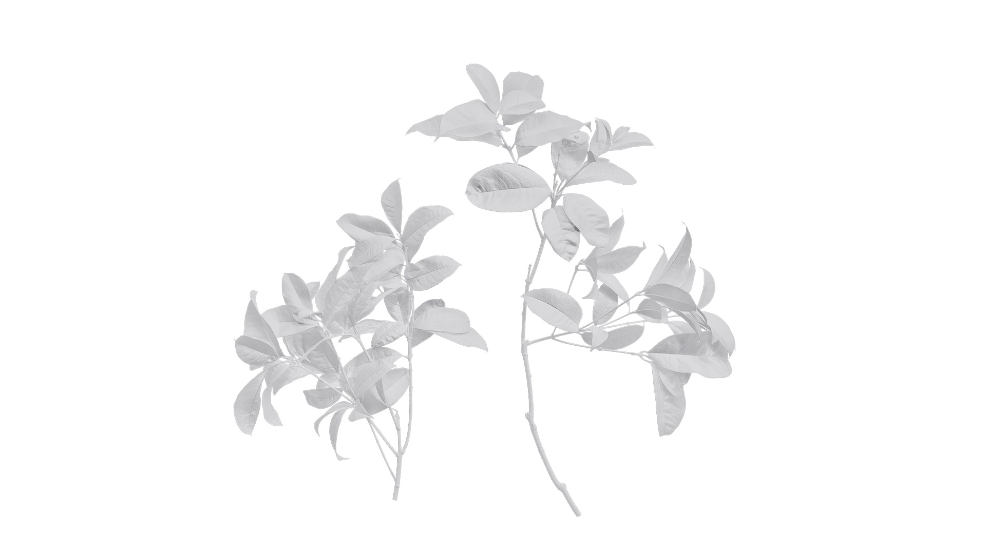 Osmanthus fragrans Low-poly 3D model_50