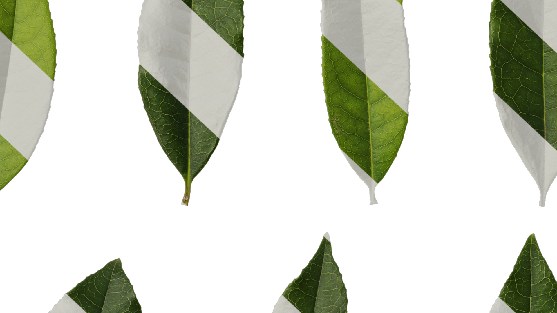 Osmanthus fragrans Low-poly 3D model_115