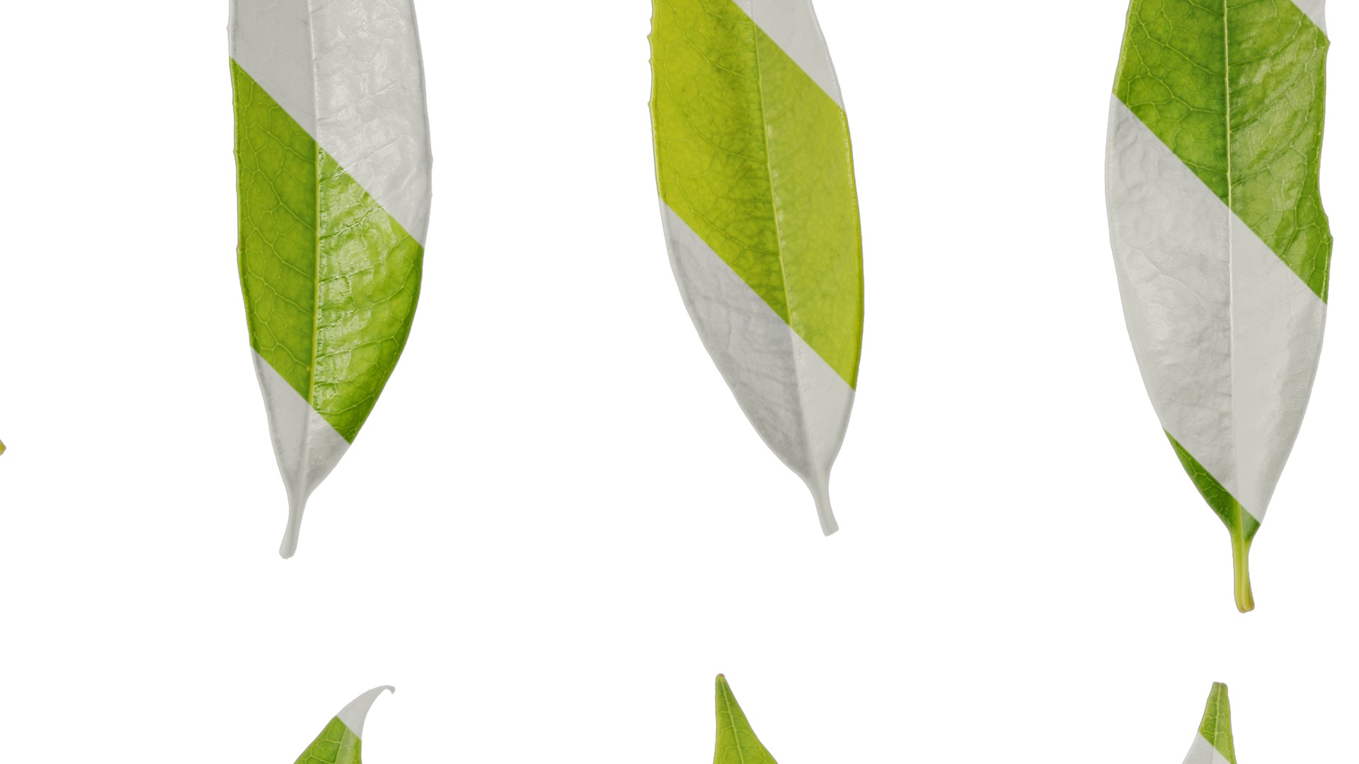 Osmanthus fragrans Low-poly 3D model_129