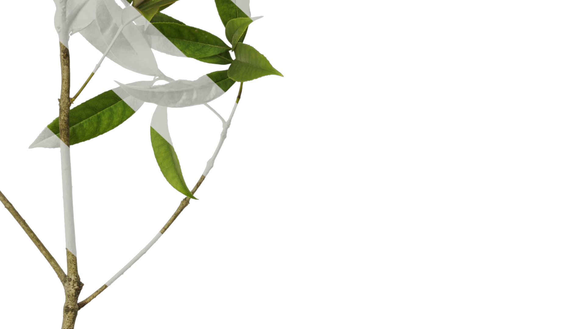 Osmanthus fragrans Low-poly 3D model_38