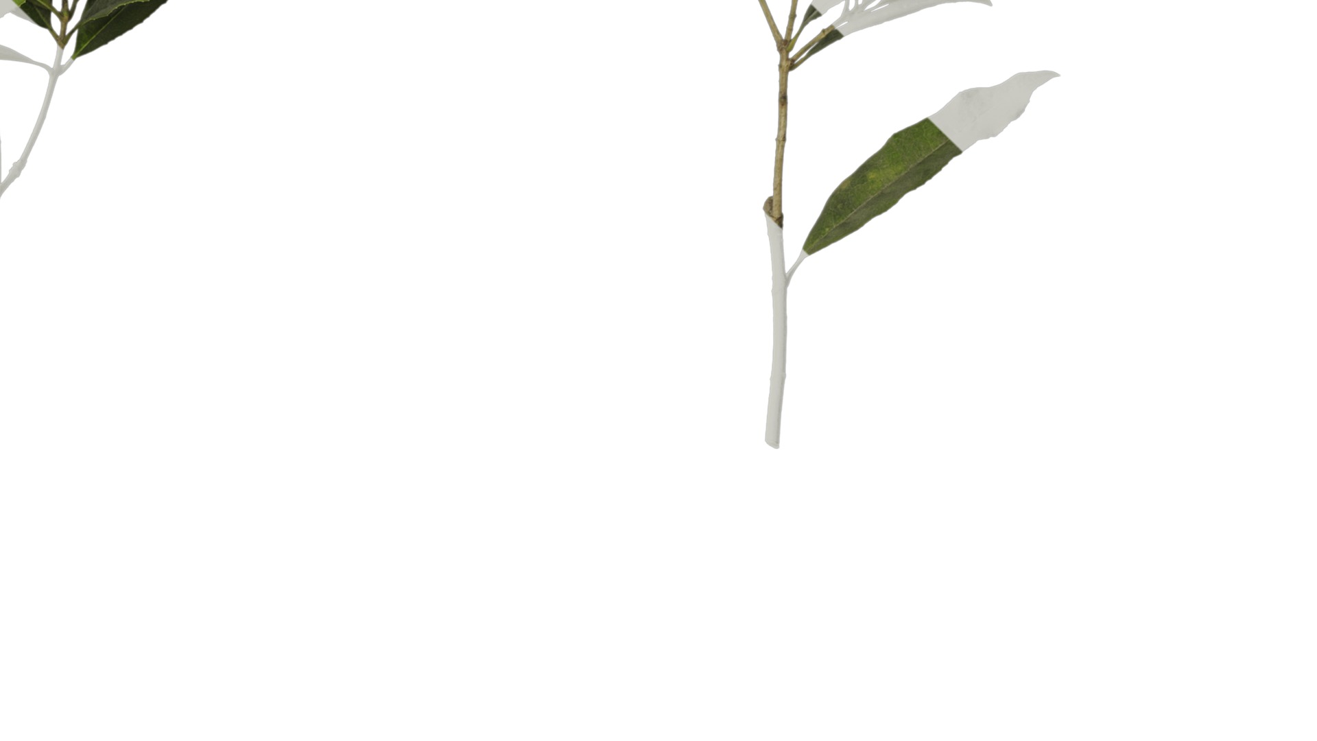 Osmanthus fragrans Low-poly 3D model_45