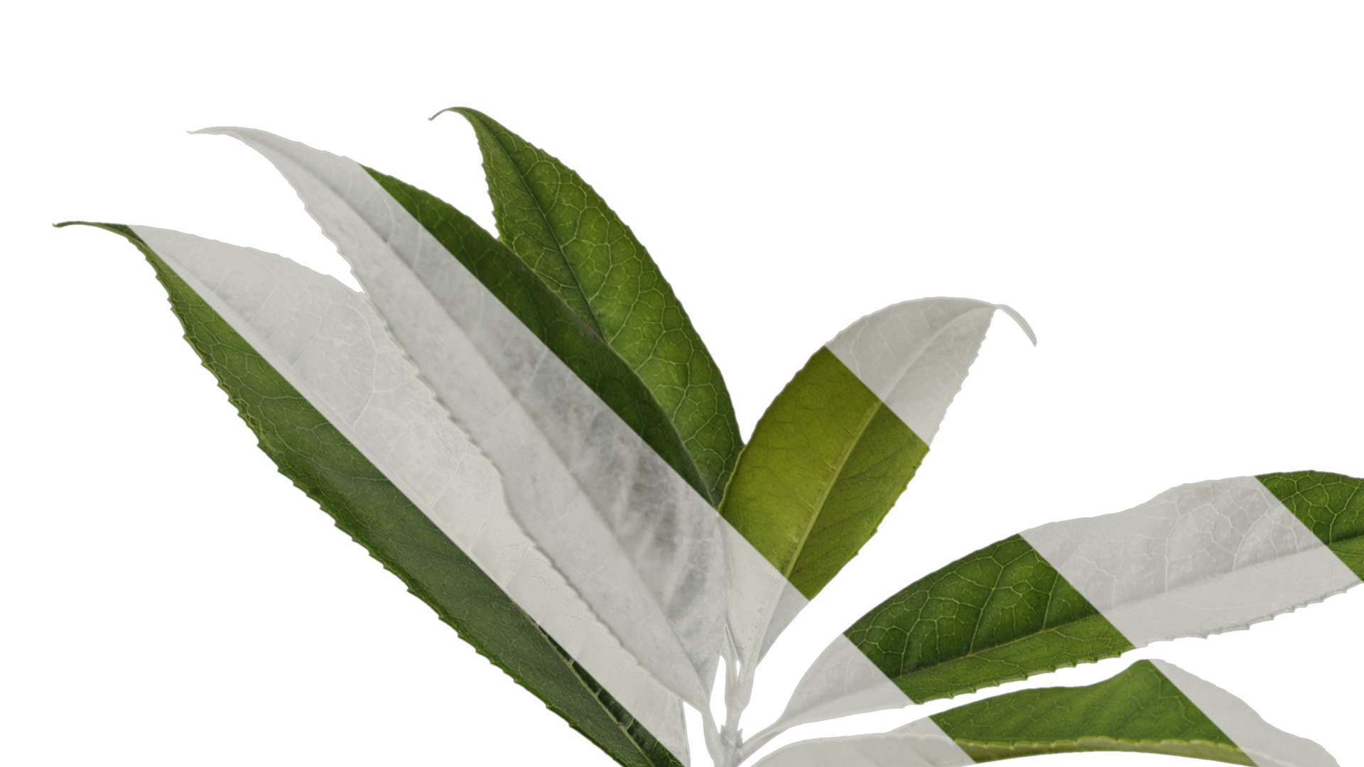 Osmanthus fragrans Low-poly 3D model_15