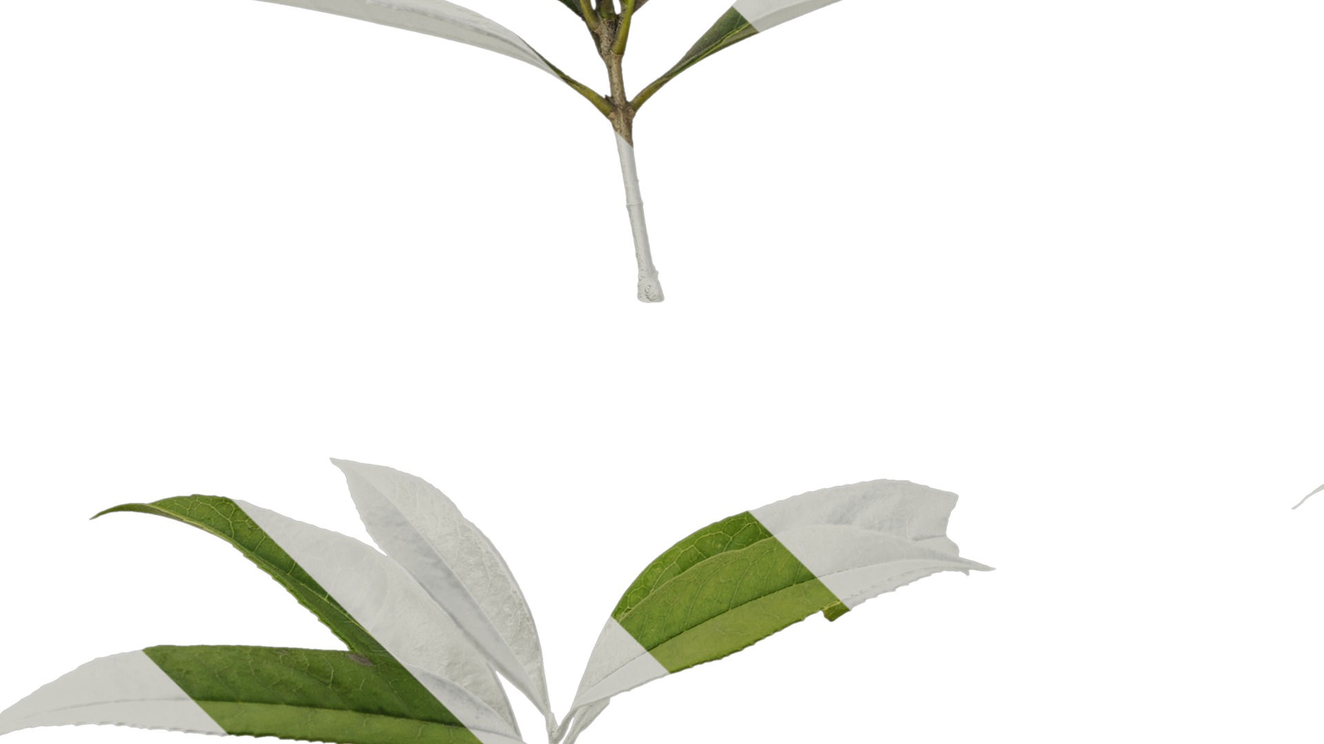 Osmanthus fragrans Low-poly 3D model_19