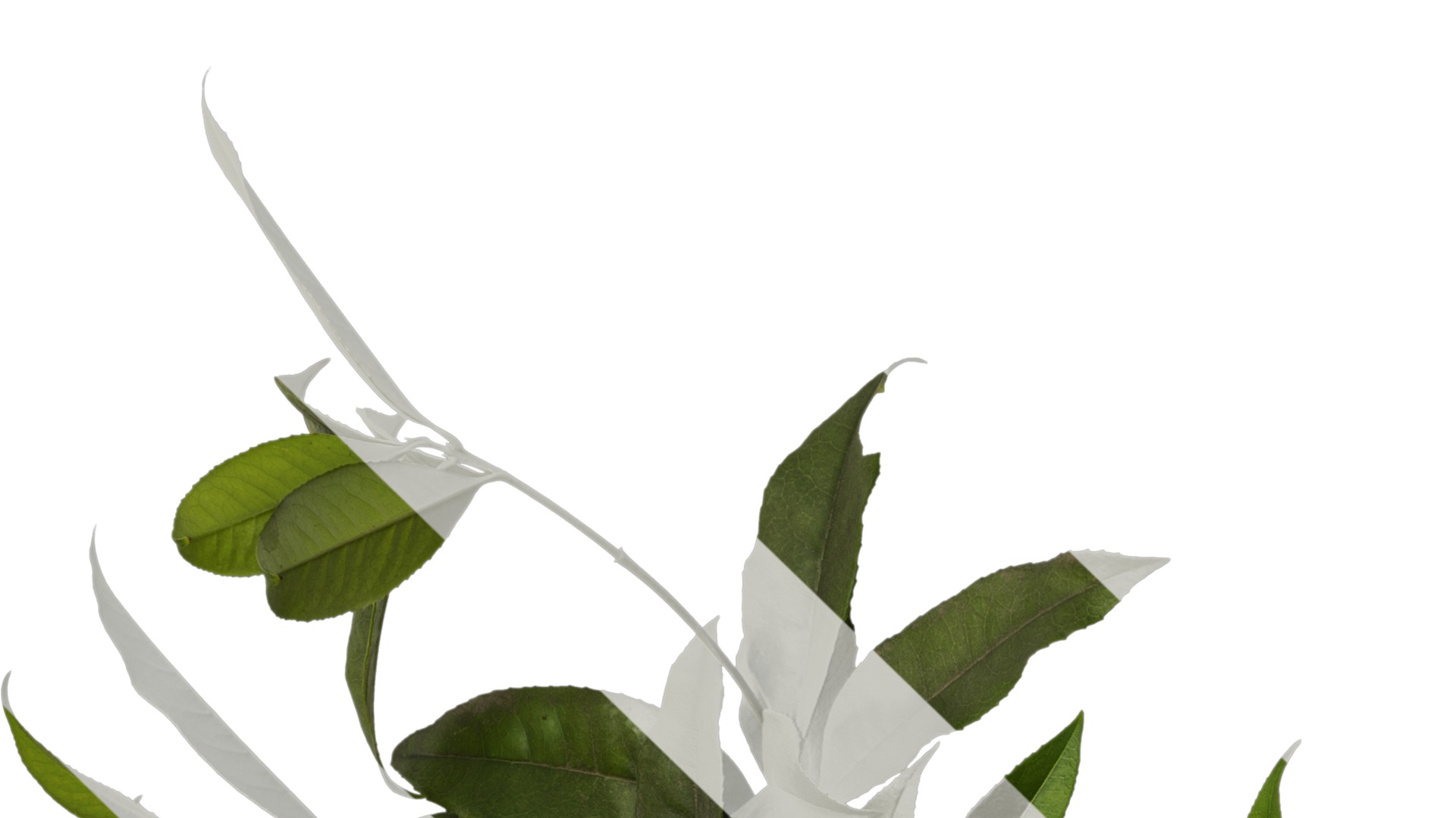 Osmanthus fragrans Low-poly 3D model_24