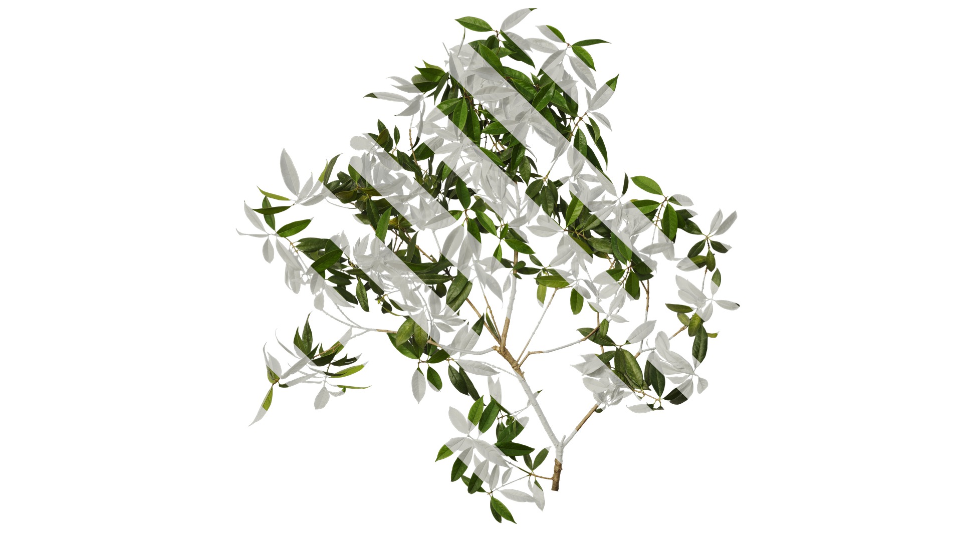 Osmanthus fragrans Low-poly 3D model_69