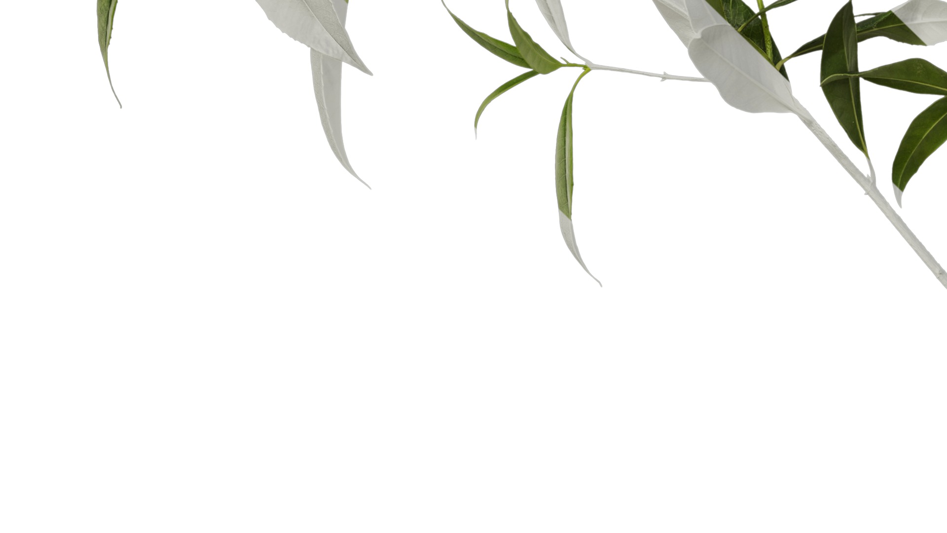 Osmanthus fragrans Low-poly 3D model_101