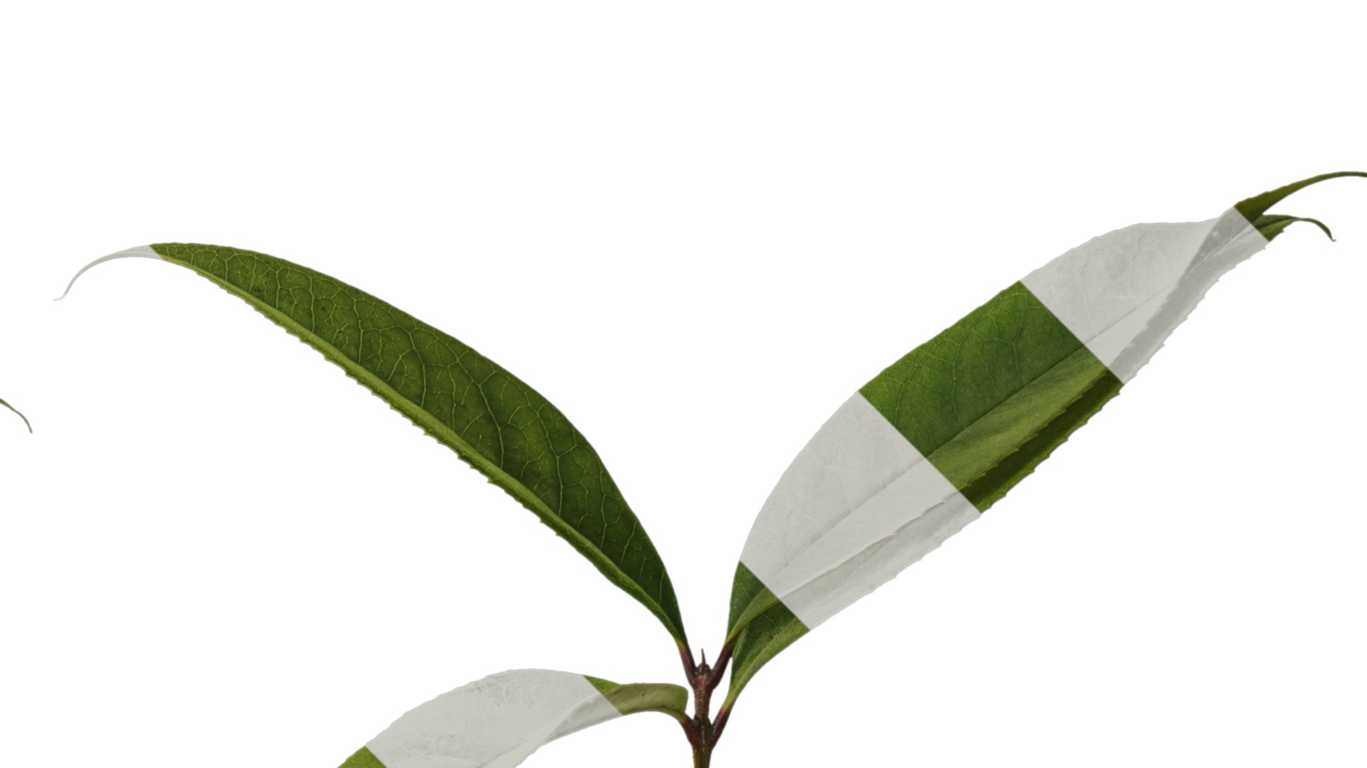 Osmanthus fragrans Low-poly 3D model_16